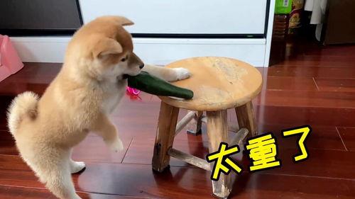 带你吃瓜凶狗视频,惊险一幕!带你直击“带你吃瓜凶狗”视频现场