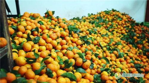 邵阳吃瓜新闻,揭秘当地热点事件背后的真相与争议