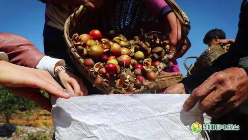 邵阳吃瓜新闻,揭秘当地热点事件背后的真相与争议