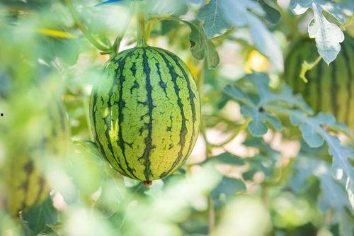 最佳吃瓜创意照,最佳吃瓜创意照,笑料横生,趣味无限