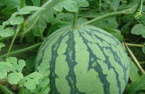 突然听到吃瓜,突发!吃瓜事件引发全网热议