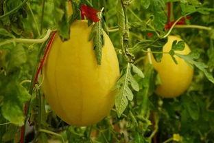 黄吃瓜群QQ,揭秘网络社交圈的“吃瓜”现象