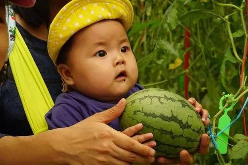 黄吃瓜群QQ,揭秘网络社交圈的“吃瓜”现象