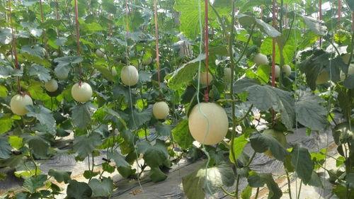 什么蜜瓜怎么吃