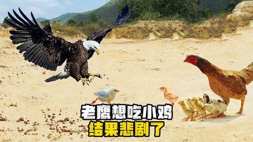 老鹰吃小鸡吃瓜视频播放,一场自然界的视觉盛宴