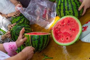 拿作业吃瓜,揭秘学生生活中的趣味瞬间