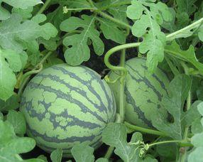 吃瓜容易怀孕吗,吃瓜真的能导致怀孕?揭秘吃瓜与生育的神秘关系