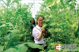 中牟吃瓜扶贫,创新扶贫模式,助力乡村振兴