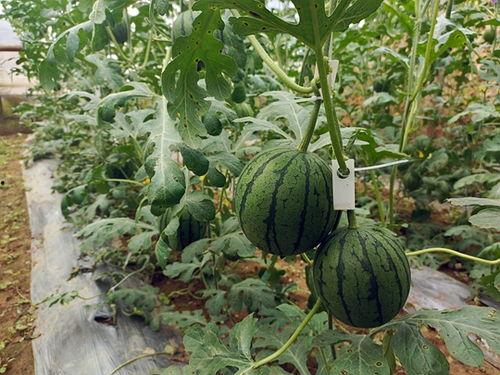 中牟吃瓜扶贫,创新扶贫模式,助力乡村振兴