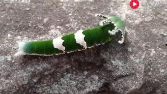 瓜妇搞笑吃瓜视频大全