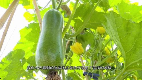 广东南华吃瓜,瓜果飘香,品味夏日田园风情