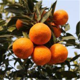 石棉县吃瓜,瓜果飘香,品味田园生活