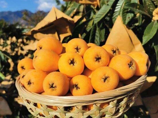 石棉县吃瓜,瓜果飘香,品味田园生活